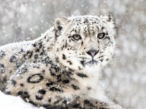 Winter Wildlife: Animals You’ll See in 2025’s Cold Months